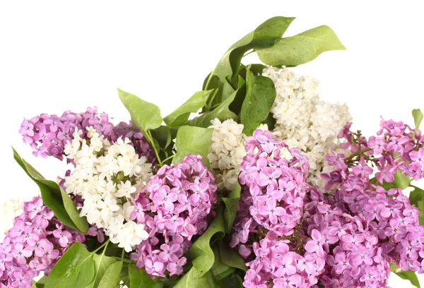 Belles fleurs lilas, isolées sur blanc — Photo