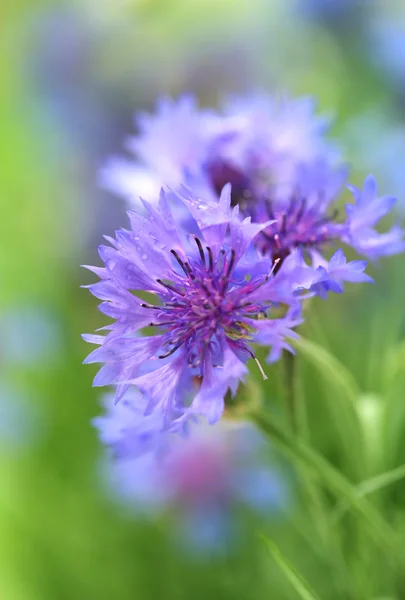 Beautiful cornflowers, outdoors — Stock Photo, Image