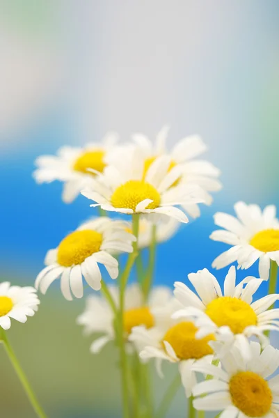 Beautiful wild camomiles, outdoors — Stock Photo, Image