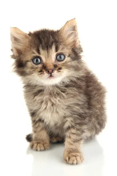 Pequeno gatinho isolado em branco — Fotografia de Stock