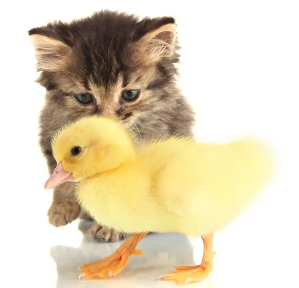 小小猫和小鸭上白色隔离 — 图库照片