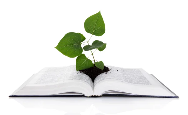 Livro com planta isolada em branco — Fotografia de Stock