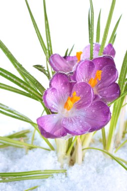 güzel mor çiğdemler karda, yakın çekim