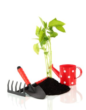 genç bitki zemin üzerine beyaz izole