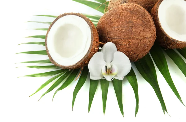 Kokosnoten met bladeren en bloem, geïsoleerd op wit — Stockfoto