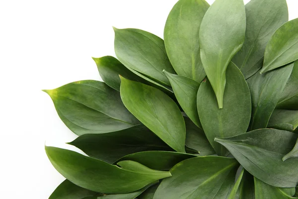 Hermosas hojas verdes, aisladas en blanco — Foto de Stock