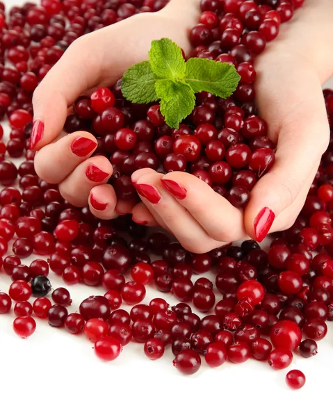 Woman hands holding ripe red cranberries, isolated on whit — Stock Photo, Image