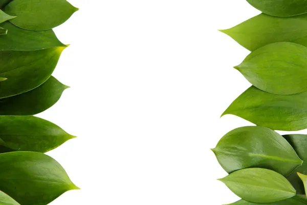 Vackra gröna blad, isolerad på vit — Stockfoto