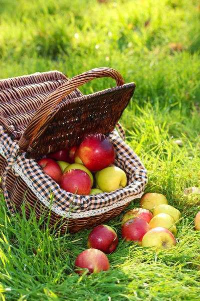 Basket of fresh ripe apples in garden on green grass — Stock Photo, Image