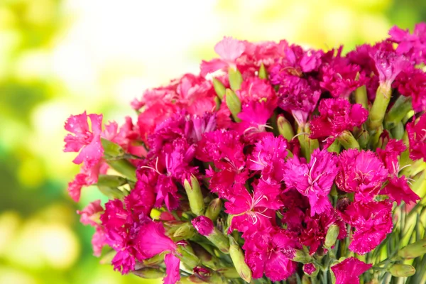 Bouquet di garofani, su sfondo luminoso — Foto Stock