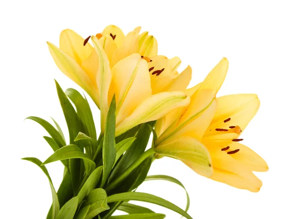 Beautiful orange lilies, isolated on white — Stock Photo, Image