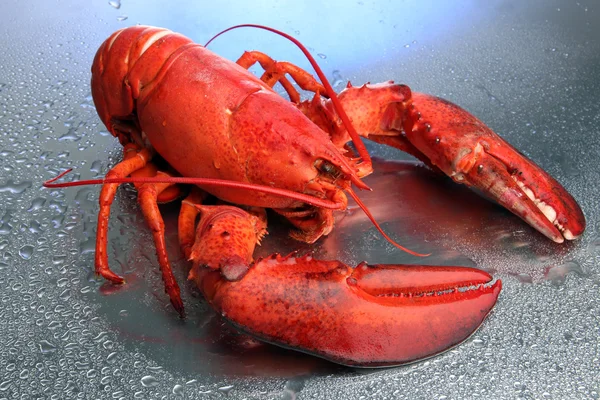 Langosta roja sobre fondo azul — Foto de Stock