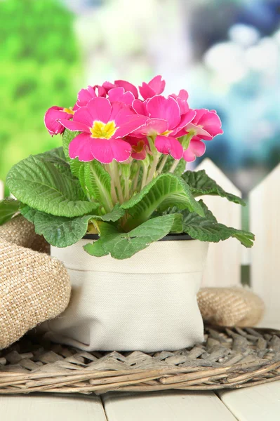 Hermosa primula rosa en maceta, sobre mesa de madera, sobre fondo verde —  Fotos de Stock