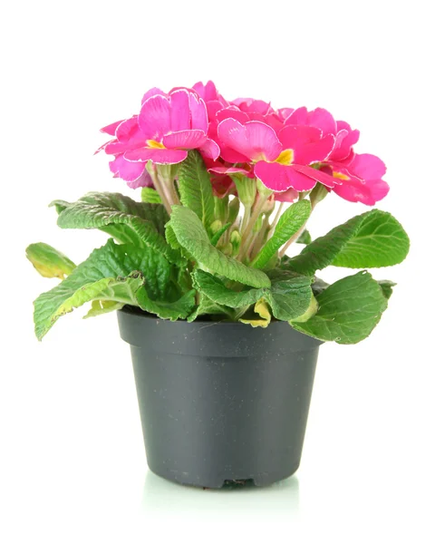 Beautiful pink primula in flowerpot, isolated on white — Stock Photo, Image