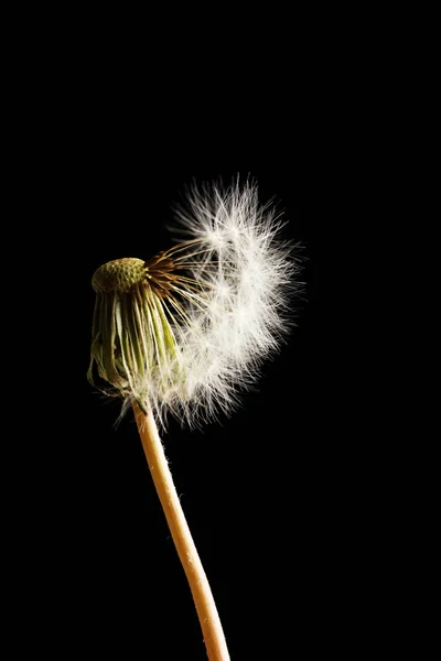 Hermoso diente de león con semillas sobre fondo negro — Foto de Stock