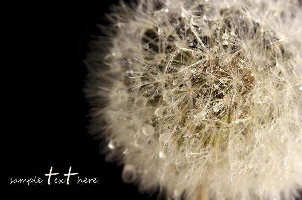 Beautiful dandelion with seeds on black background — Stock Photo, Image