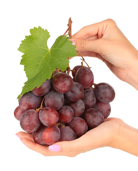 Uvas maduras deliciosas en manos aisladas en blanco —  Fotos de Stock