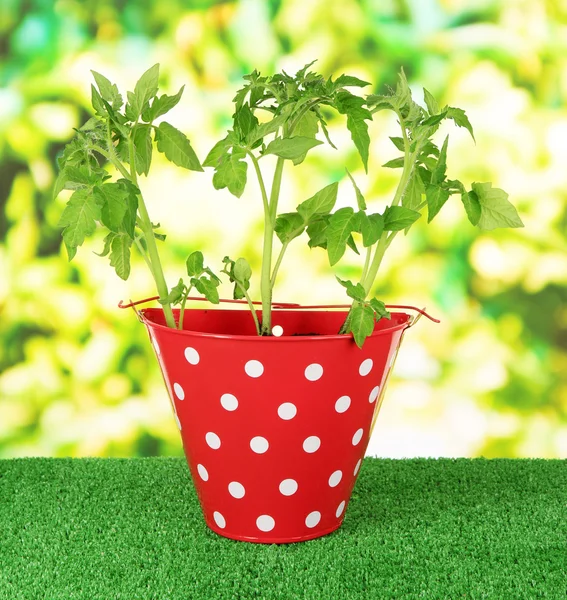 Ung plante i bøtte på gress i lys bakgrunn – stockfoto