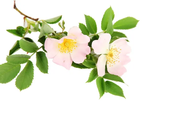 Fleurs de rose des hanches, isolées sur blanc — Photo
