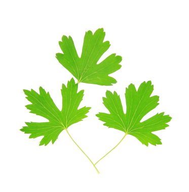 yeşil yapraklar beyaz üzerinde izole