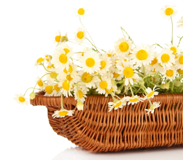 Small chamomiles in wicker basket isolated on white — Stock Photo, Image