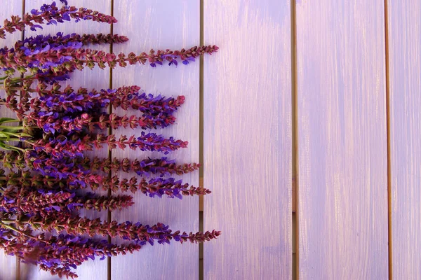 Salvia-Blüten auf violettem Holzgrund — Stockfoto