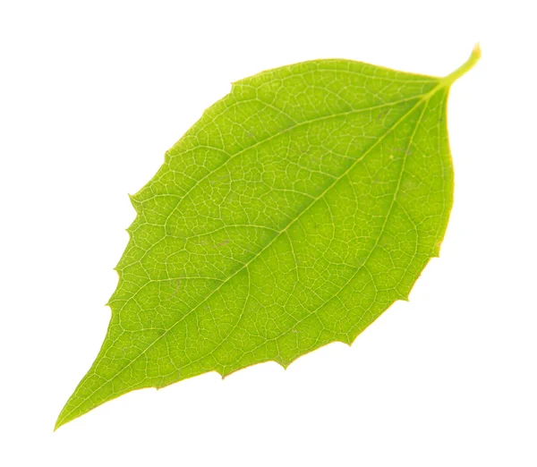 Grønt blad isolert på hvitt – stockfoto