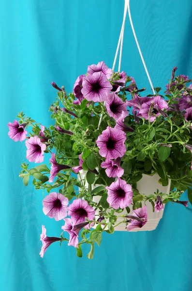 Purple petunia in flowerpot on cloth background — Stock Photo, Image