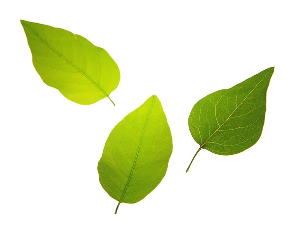 Gröna blad isolerade på vita — Stockfoto
