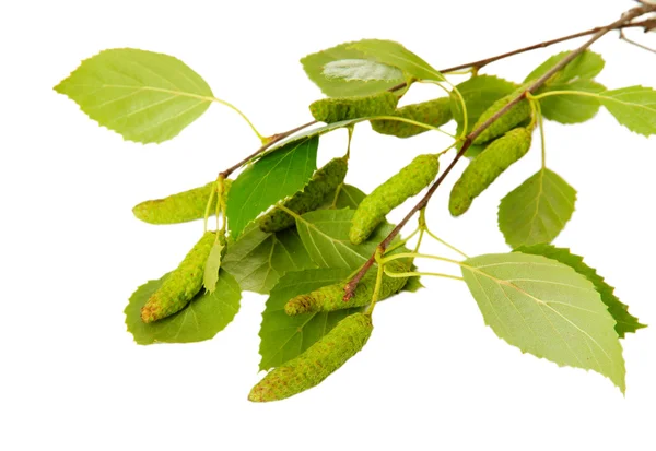 Groene berk verlaat geïsoleerd op wit — Stockfoto