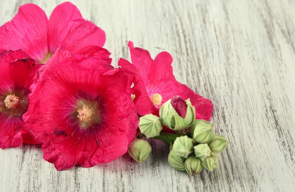 Pink mallow flowers on wooden background — Stock Photo, Image