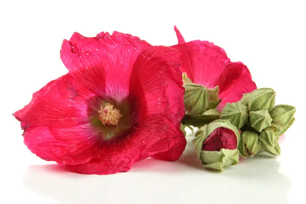 Fleurs de mauve rose, isolées sur blanc — Photo