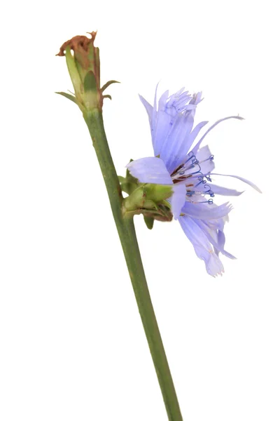 Chicory flower, isolated on white — Stock Photo, Image