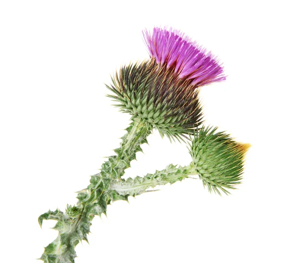 Thistle flower isolated on white — Stock Photo, Image