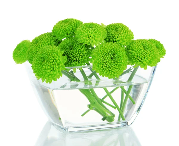 Schöne grüne Chrysantheme in Schale isoliert auf weiß — Stockfoto