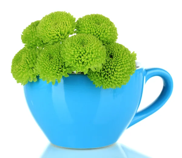 Beautiful green chrysanthemum in cup isolated on white — Stock Photo, Image