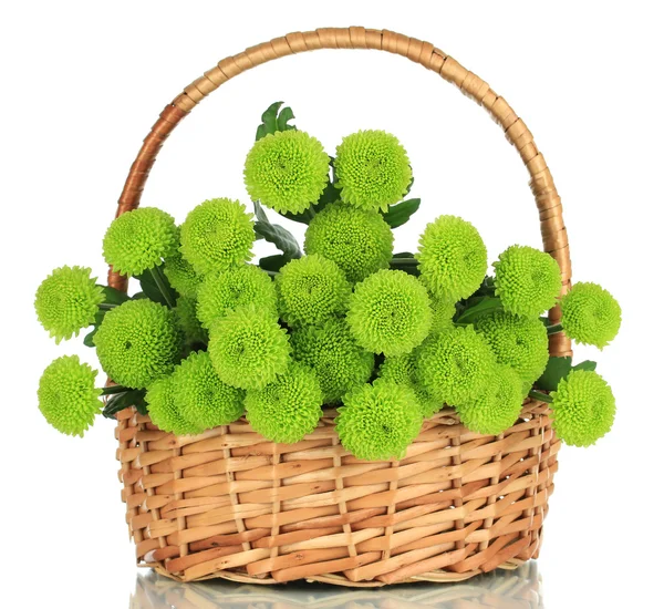 Schöne grüne Chrysantheme in Weidenkorb isoliert auf weiß — Stockfoto