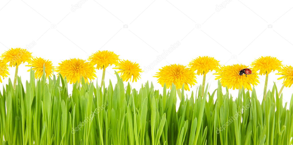 Dandelion flowers with grass isolated on white