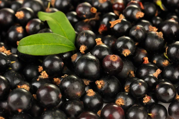 Black currant, close up — Stock Photo, Image