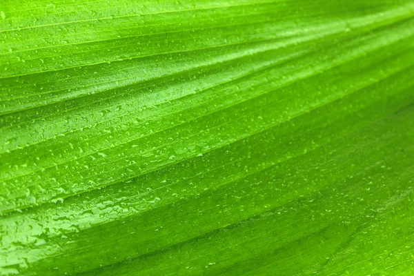 Folha verde close-up fundo — Fotografia de Stock