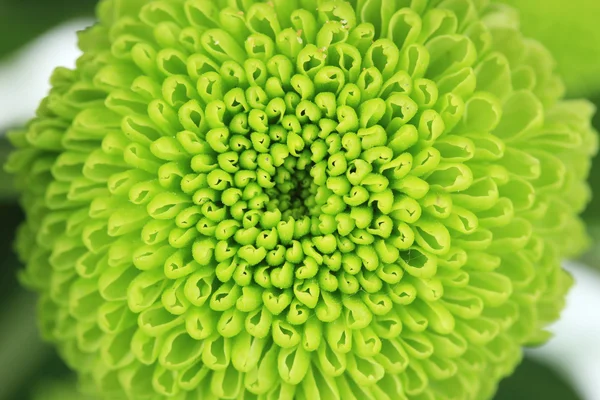 Belo crisântemo verde close-up — Fotografia de Stock