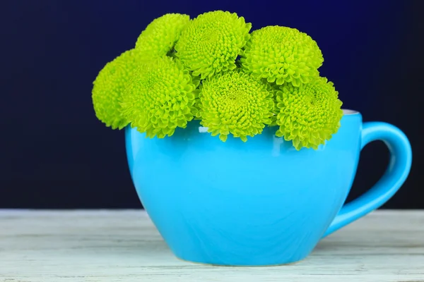 Belo crisântemo verde na xícara na mesa no fundo azul escuro — Fotografia de Stock