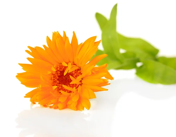 Flor de calêndula isolada sobre branco — Fotografia de Stock