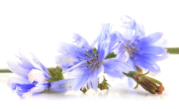 Chicory flowers, isolated on white — Stok Foto