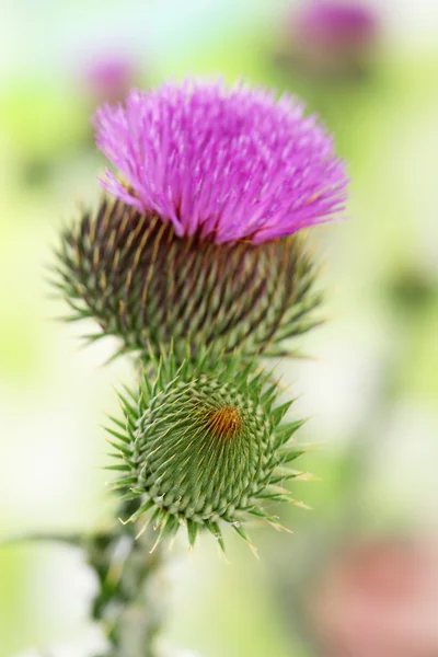 Fiore di cardo sullo sfondo della natura — Foto Stock