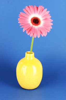 güzel gerber çiçek mavi zemin üzerine