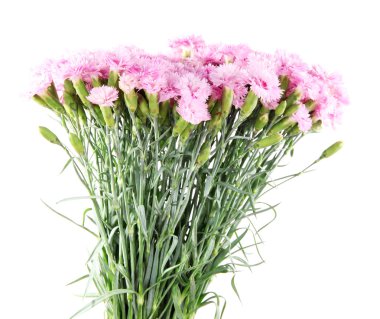 birçok küçük pembe karanfil beyaz izole