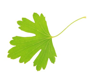 yeşil yaprak beyaz üzerinde izole