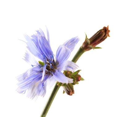 beyaz izole hindiba çiçek