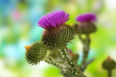 Thistle çiçek doğa zemin üzerine